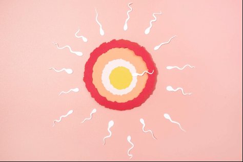 Что такое ооциты и в чем их функция